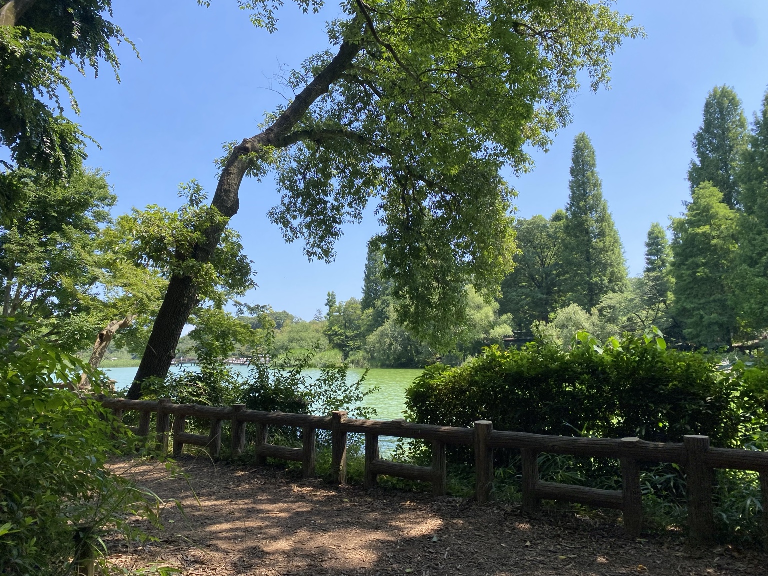 井之頭公園を散歩する様子