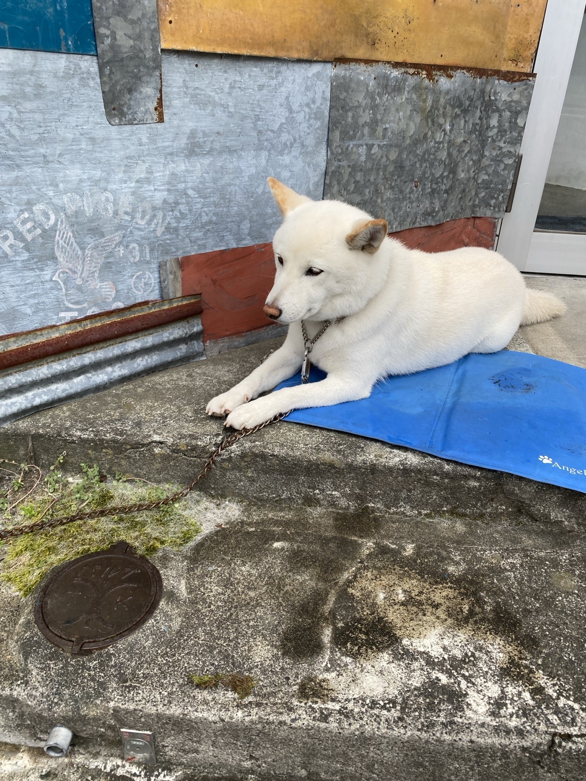 伊那市で出会った白い柴犬